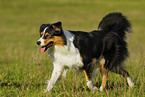 running Australian Shepherd
