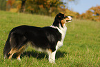 Australian Shepherd