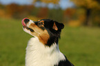 Australian Shepherd Portrait