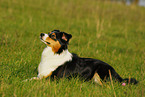 lying Australian Shepherd