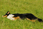 lying Australian Shepherd