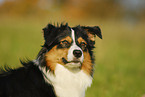 Australian Shepherd Portrait