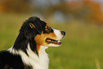 Australian Shepherd Portrait