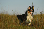 running Australian Shepherd
