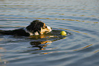 swimming Australian Shepherd