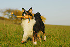 running Australian Shepherd