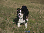 Australian Shepherd Puppy