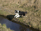 jumping Australian Shepherd