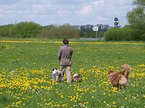 man with Australian Shepherds
