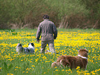 man with Australian Shepherds