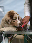 Australian Shepherd puppy