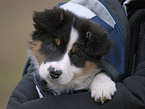 Australian Shepherd Puppy