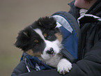 Australian Shepherd Puppy