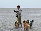 Australian Shepherds