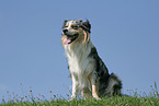 Australian Shepherd on meadow