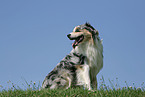 Australian Shepherd on meadow