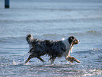 running Australian Shepherd