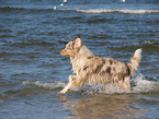 running Australian Shepherd
