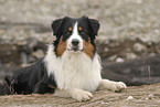 Australian Shepherd