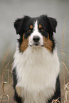 Australian Shepherd Portrait