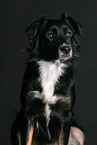 Australian Shepherd Portrait