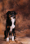 Australian Shepherd