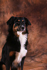 Australian Shepherd