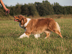 walking Australian Shepherd