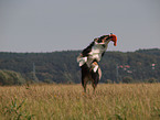 playing Australian Shepherd