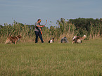 playing Australian Shepherds