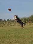 playing Australian Shepherd