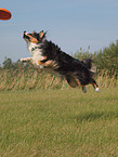 playing Australian Shepherd