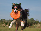 playing Australian Shepherd