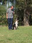 Australian Shepherd at training
