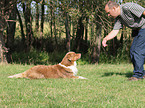 Australian Shepherd at training