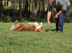 Australian Shepherd at Dog Dancing