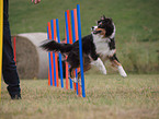 Australian Shepherd at agility