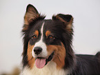 Australian Shepherd Portrait
