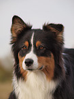 Australian Shepherd Portrait