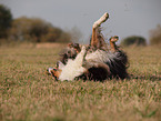 Australian Shepherd