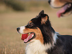 Australian Shepherd Portrait