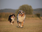 playing Australian Shepherds