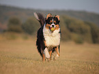 playing Australian Shepherd