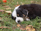Australian Shepherd Puppy