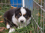 Australian Shepherd Puppy