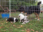 Australian Shepherd Puppies
