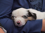 Australian Shepherd Puppy