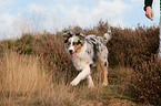 trotting young Australian Shepherd