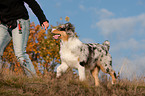 trotting young Australian Shepherd
