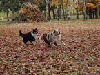 playing Australian Shepherds